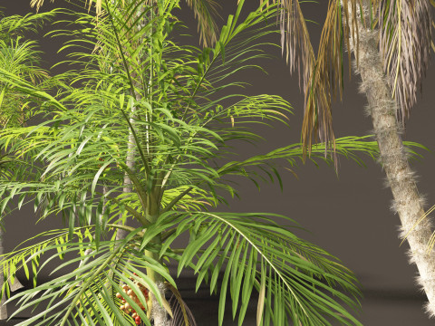 Bactris gasipaes - Peach Palm 3D Модель