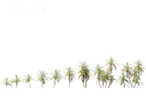 Bactris gasipaes - Peach Palm 3D Модель