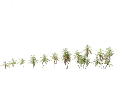 Bactris gasipaes - Peach Palm 3D Model