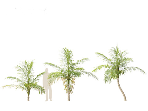 Bactris gasipaes - Peach Palm 3D Модель