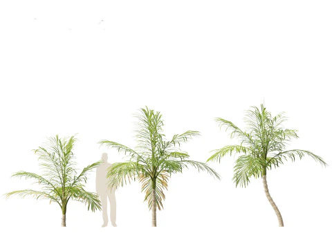 Bactris gasipaes - Peach Palm 3D Model