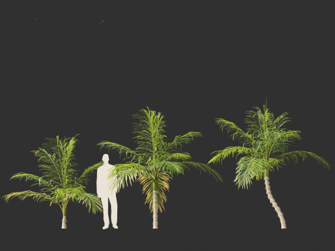 Bactris gasipaes - Peach Palm 3D Модель
