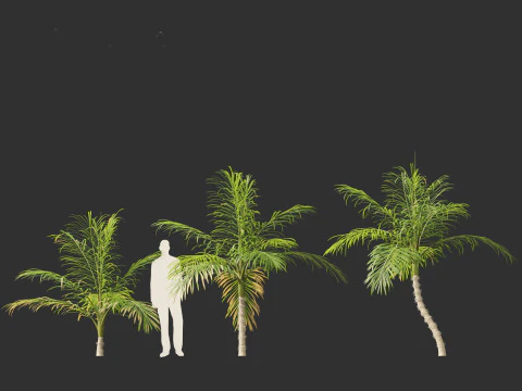 Bactris gasipaes - Peach Palm 3D Model
