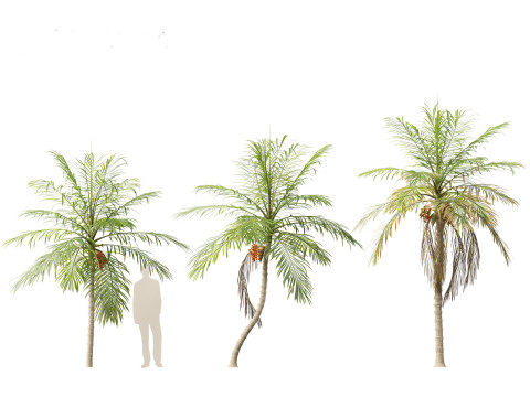 Bactris gasipaes - Peach Palm 3D Модель