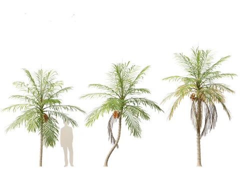 Bactris gasipaes - Peach Palm 3D Model