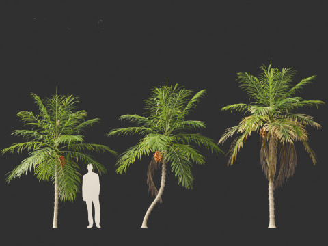 Bactris gasipaes - Peach Palm 3D Модель