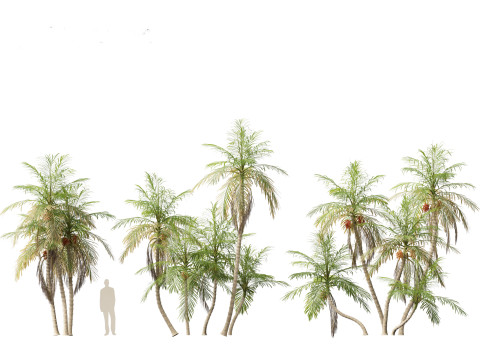 Bactris gasipaes - Peach Palm 3D Модель