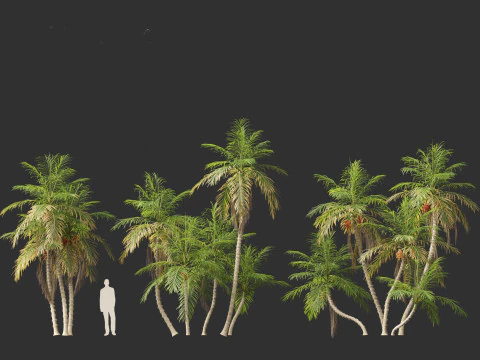 Bactris gasipaes - Peach Palm 3D Model