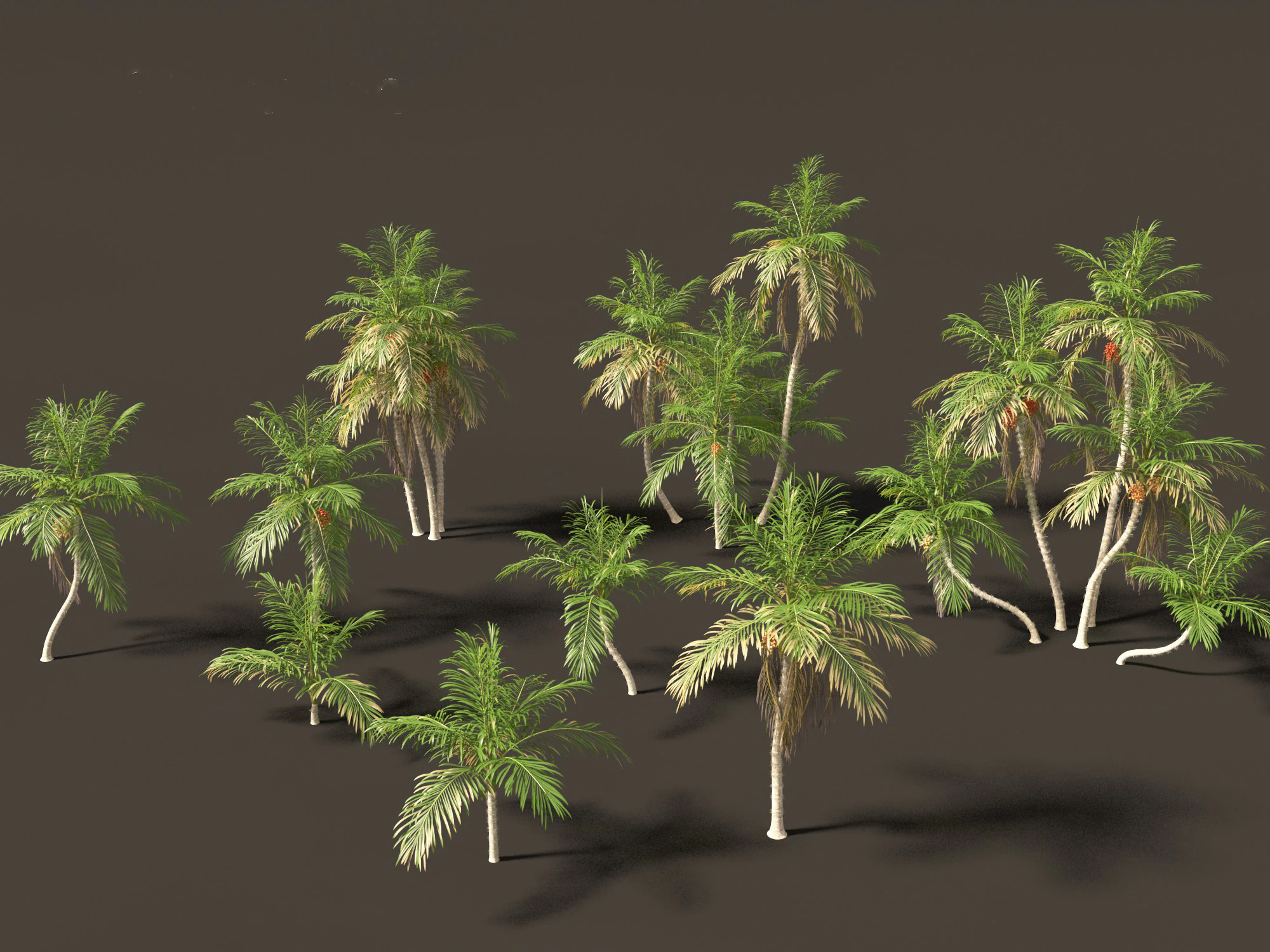 Bactris gasipaes - Peach Palm 3D Model .c4d .max .obj .3ds .fbx .stl .blend 