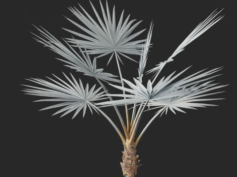 Bismarckia nobilis - Palmier Bismarck argent&eacute; 01 Modèle 3D