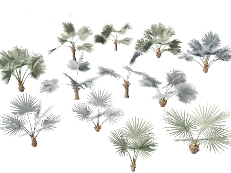 Bismarckia nobilis - Silver Bismarck Palm 01 3D-Modell .c4d .max .obj .3ds .fbx .stl .blend 