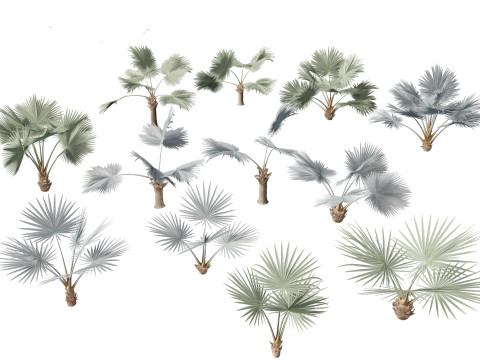 Bismarckia nobilis - Silver Bismarck Palm 01 3D Model