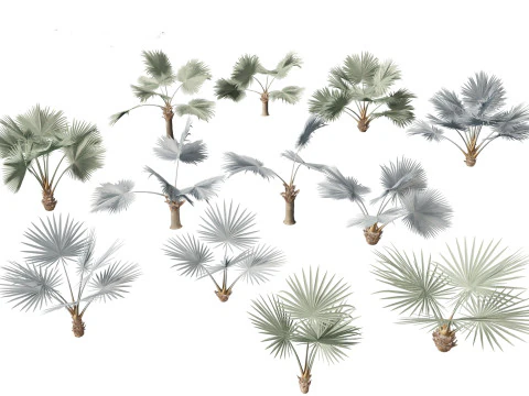 Bismarckia nobilis - Palma Bismarck in argento 01 Modello 3D