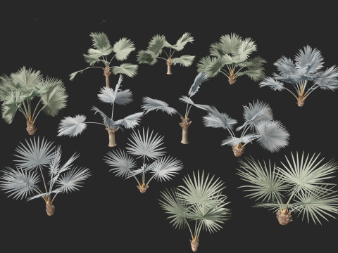 Bismarckia nobilis - Silver Bismarck Palm 01 3D-Modell