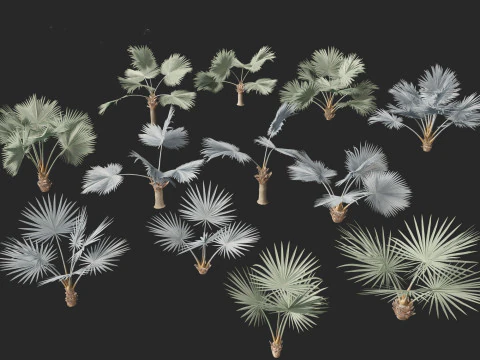 Bismarckia nobilis - Palmier Bismarck argent&eacute; 01 Modèle 3D