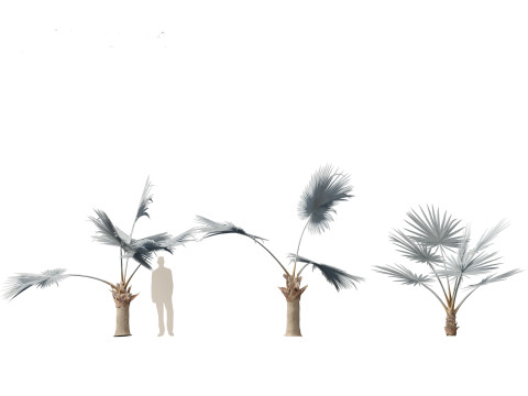 Bismarckia nobilis - Silver Bismarck Palm 01 3D-Modell