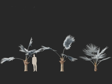 Bismarckia nobilis - Silver Bismarck Palm 01 3D-Modell