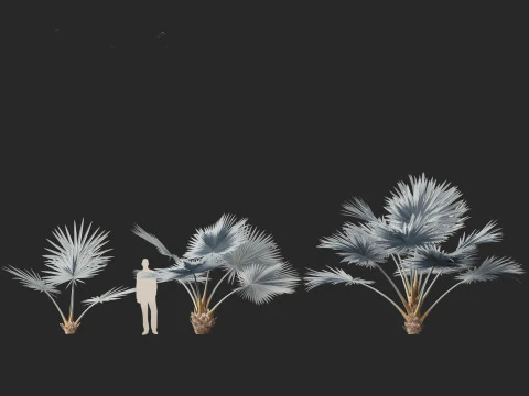 Bismarckia nobilis - Palmier Bismarck argent&eacute; 01 Modèle 3D