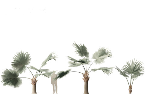 Bismarckia nobilis - Silver Bismarck Palm 01 3D-Modell