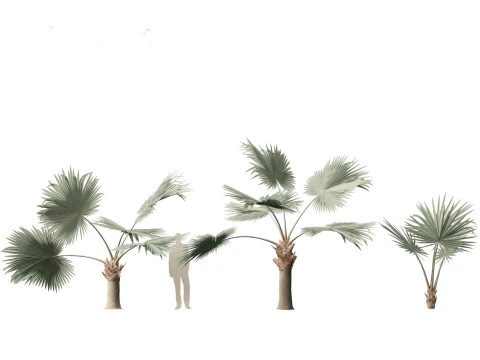 Bismarckia nobilis - Palmier Bismarck argent&eacute; 01 Modèle 3D