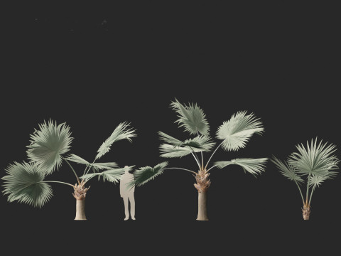 Bismarckia nobilis - Silver Bismarck Palm 01 3D-Modell