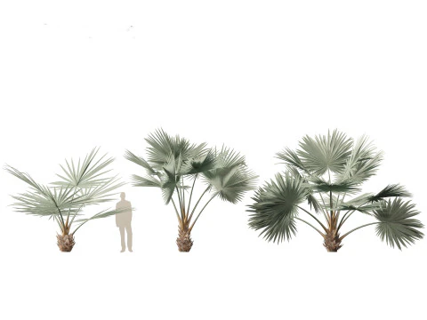 Bismarckia nobilis - Palmier Bismarck argent&eacute; 01 Modèle 3D