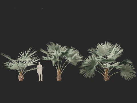 Bismarckia nobilis - Palmier Bismarck argent&eacute; 01 Modèle 3D