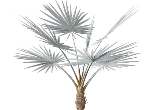 Bismarckia nobilis - Silver Bismarck Palm 01 3D-Modell