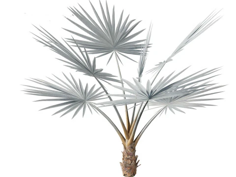 Bismarckia nobilis - Palmier Bismarck argent&eacute; 01 Modèle 3D