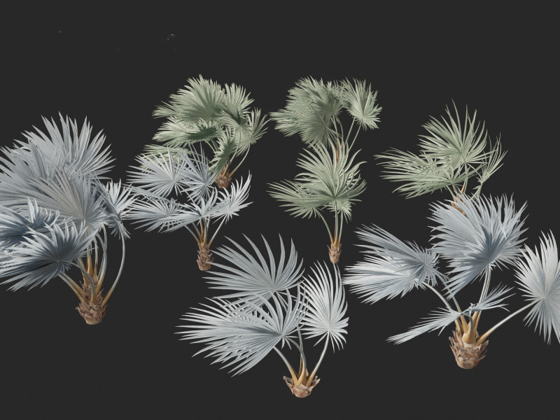 Bismarckia nobilis - Silver Bismarck Palm 02 3D Model .c4d .max .obj .3ds .fbx .stl .blend 