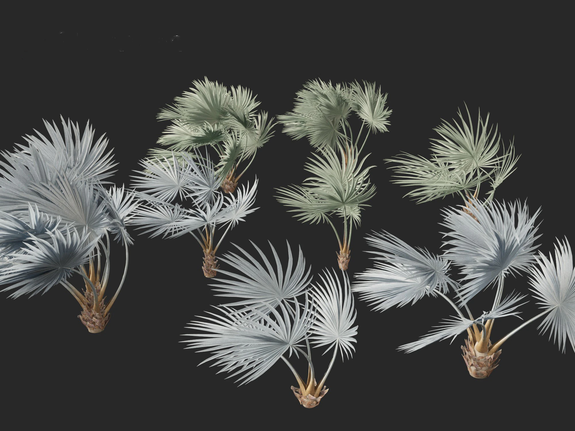 Bismarckia nobilis - Silver Bismarck Palm 02 3D Model .c4d .max .obj .3ds .fbx .stl .blend