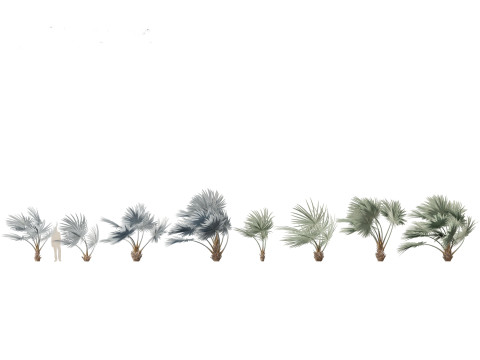 Bismarckia nobilis - Silver Bismarck Palm 02 3D Model