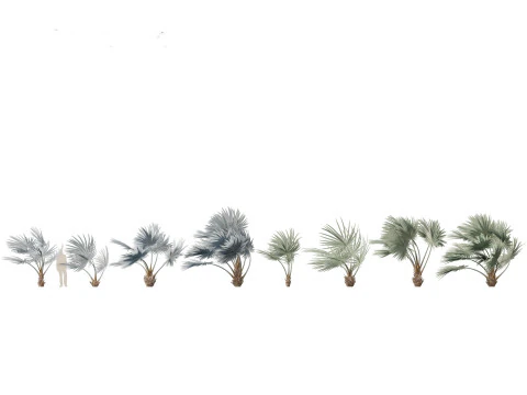 Bismarckia nobilis - Silver Bismarck Palm 02 3D Model