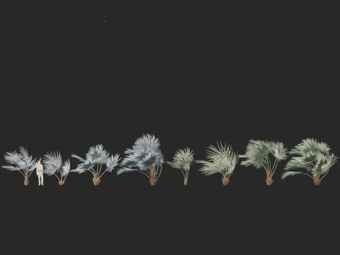 Bismarckia nobilis - Silver Bismarck Palm 02 3D Model