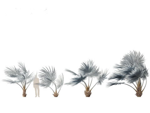 Bismarckia nobilis - Silver Bismarck Palm 02 3D Model