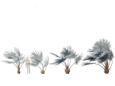 Bismarckia nobilis - Silver Bismarck Palm 02 3D Model