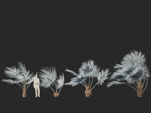 Bismarckia nobilis - Silver Bismarck Palm 02 3D Model