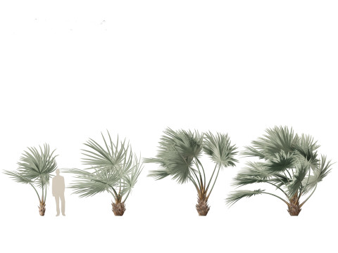 Bismarckia nobilis - Silver Bismarck Palm 02 3D Model