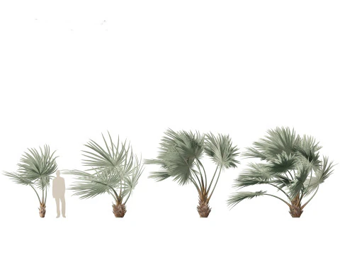 Bismarckia nobilis - Silver Bismarck Palm 02 3D Model