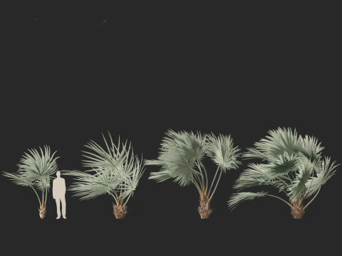Bismarckia nobilis - Silver Bismarck Palm 02 3D Model