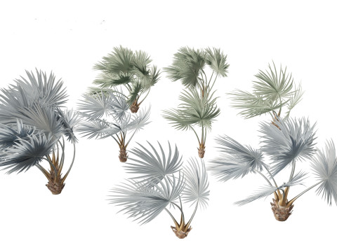 Bismarckia nobilis - Silver Bismarck Palm 02 3D Model