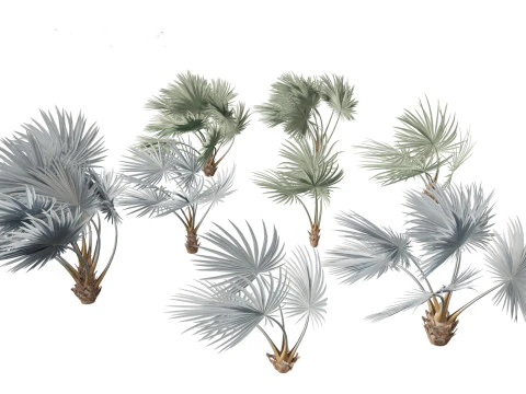 Bismarckia nobilis - Silver Bismarck Palm 02 3D Model