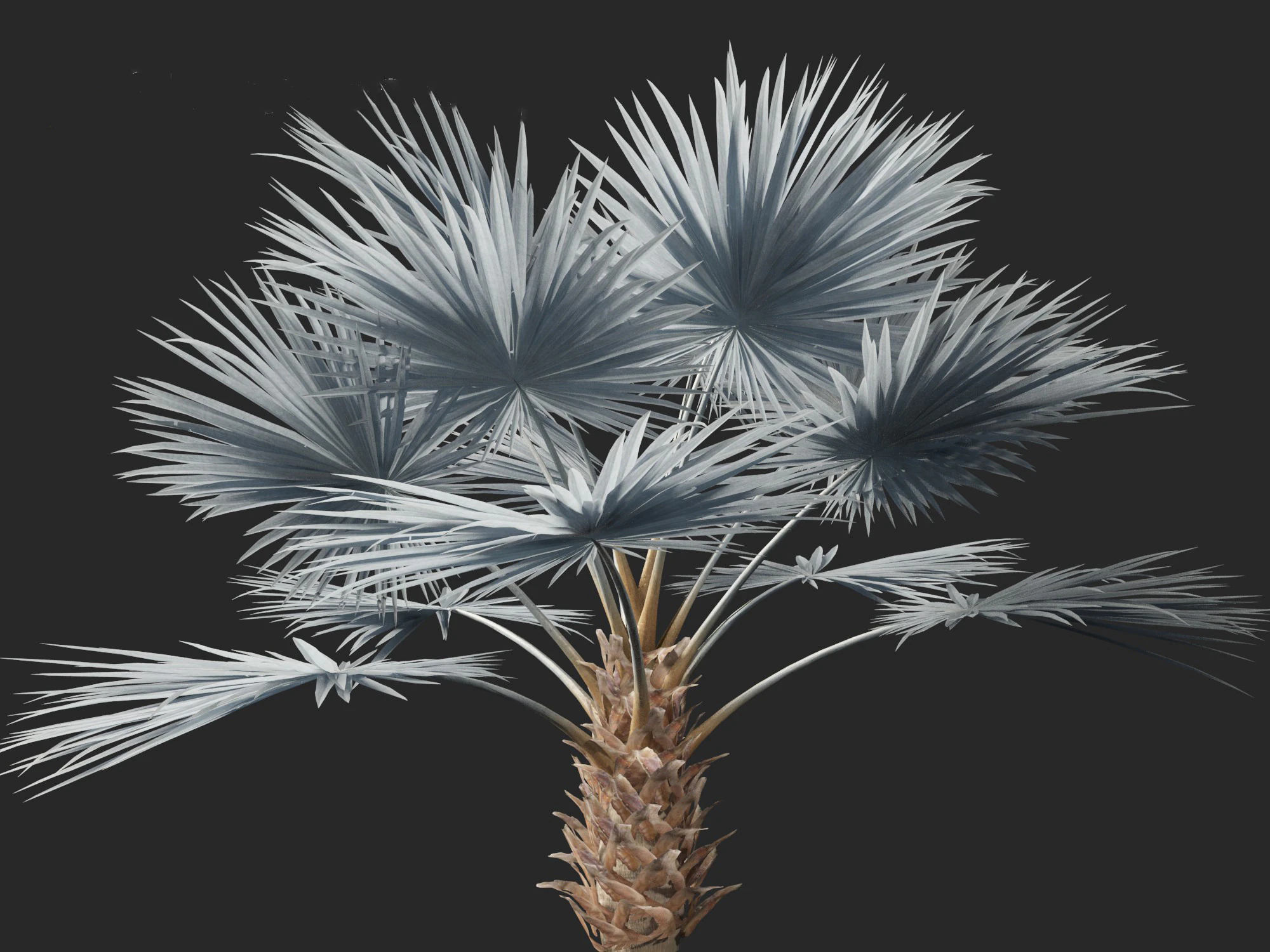 Bismarckia nobilis - Silver Bismarck Palm 03 3D Model .c4d .max .obj .3ds .fbx .stl .blend 