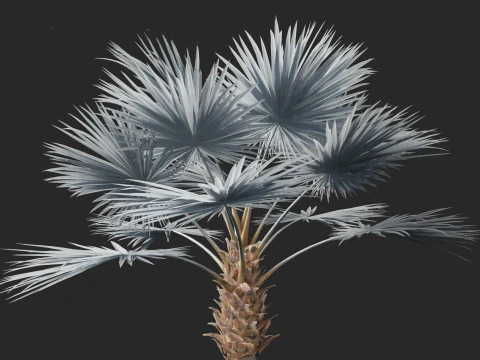 Bismarckia nobilis - Palma Bismarck in argento 03 Modello 3D