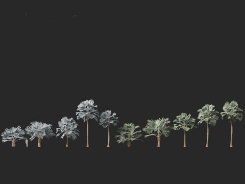 Bismarckia nobilis - Silver Bismarck Palm 03 3D Модель