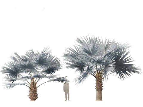 Bismarckia nobilis - Silver Bismarck Palm 03 3D Модель