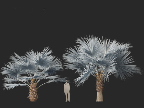 Bismarckia nobilis - Silver Bismarck Palm 03 3D Модель