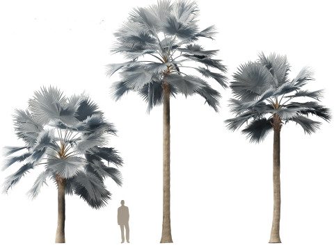 Bismarckia nobilis - Silver Bismarck Palm 03 3D Модель