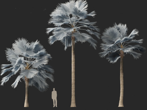 Bismarckia nobilis - Silver Bismarck Palm 03 3D Модель