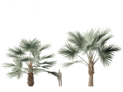 Bismarckia nobilis - Silver Bismarck Palm 03 3D Модель